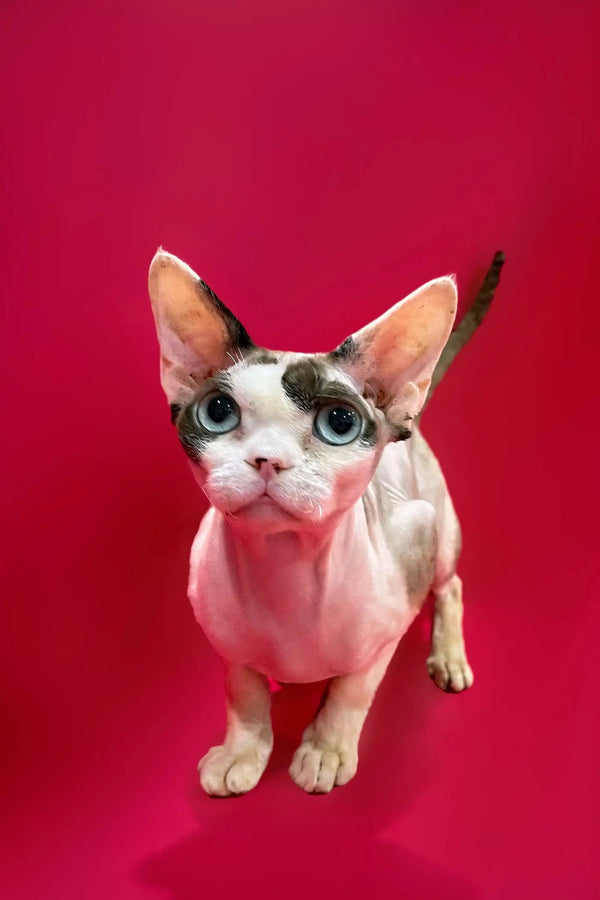 Hypoallergenic Kittens For Sale Loki | Devon Rex Kitten