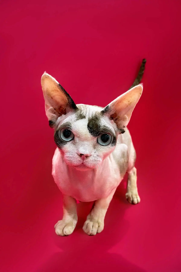 Adorable Devon Rex kitten Loki with big ears and eyes on a bright red background
