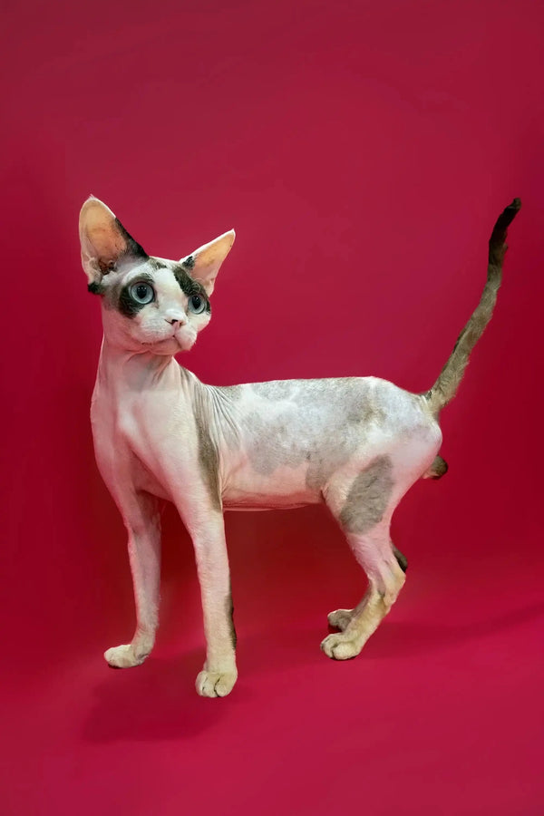 Hairless Devon Rex kitten with big ears stands out against a bold red background