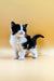 Black and white Maine Coon kitten with fluffy fur standing alert and curious