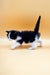 Black and white Maine Coon kitten Loki walking with its tail raised, super cute!