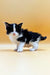 Cute black and white Maine Coon kitten Loki standing on a plain surface, ready to adopt