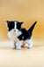 Black and white fluffy Maine Coon kitten Loki standing on a plain surface