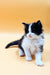 Fluffy black and white Maine Coon Kitten Loki with an alert expression ready for adoption