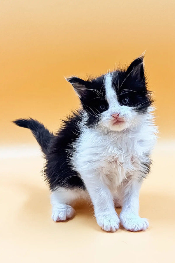 Fluffy black and white Maine Coon kitten Loki, bright eyes and pink nose, ready to adopt