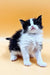 Fluffy black and white Maine Coon kitten Loki looking grumpy, ready for adoption