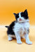 Fluffy black and white Maine Coon kitten Loki sitting upright, ready for adoption