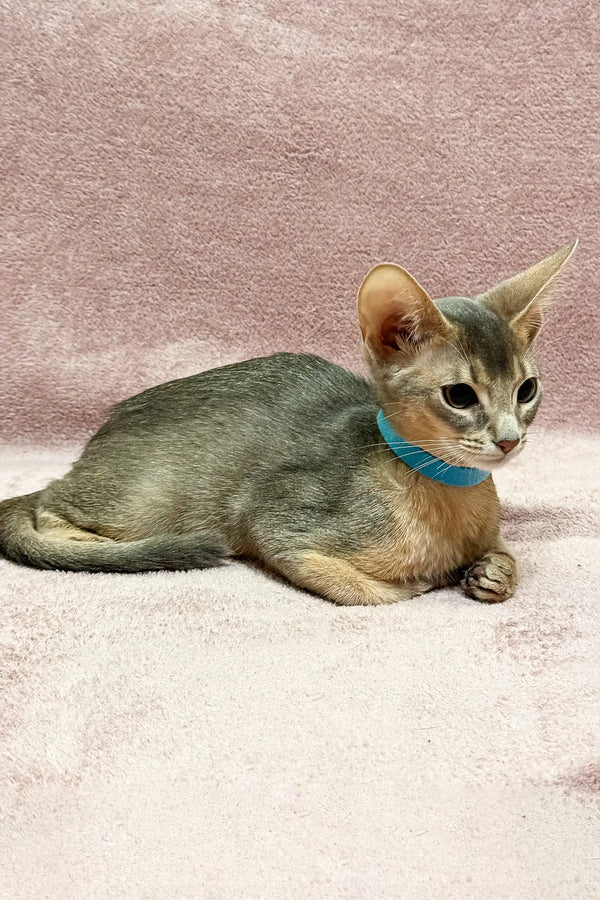 Abyssinian kitten named Lola with a blue collar lounging peacefully