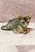 Abyssinian kitten named Lola relaxing with a blue collar on