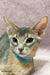 Abyssinian cat with a bright blue collar showcasing Lola the Abyssinian Kitten