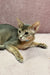 Abyssinian cat with green eyes lounging in a relaxed pose for Lola kitten