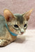 Gray Abyssinian cat in a cute turquoise collar for Lola Abyssinian Kitten product