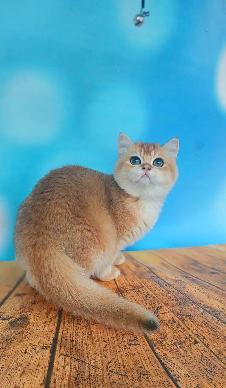 British Shorthair Kittens For Sale Lola | Kitten