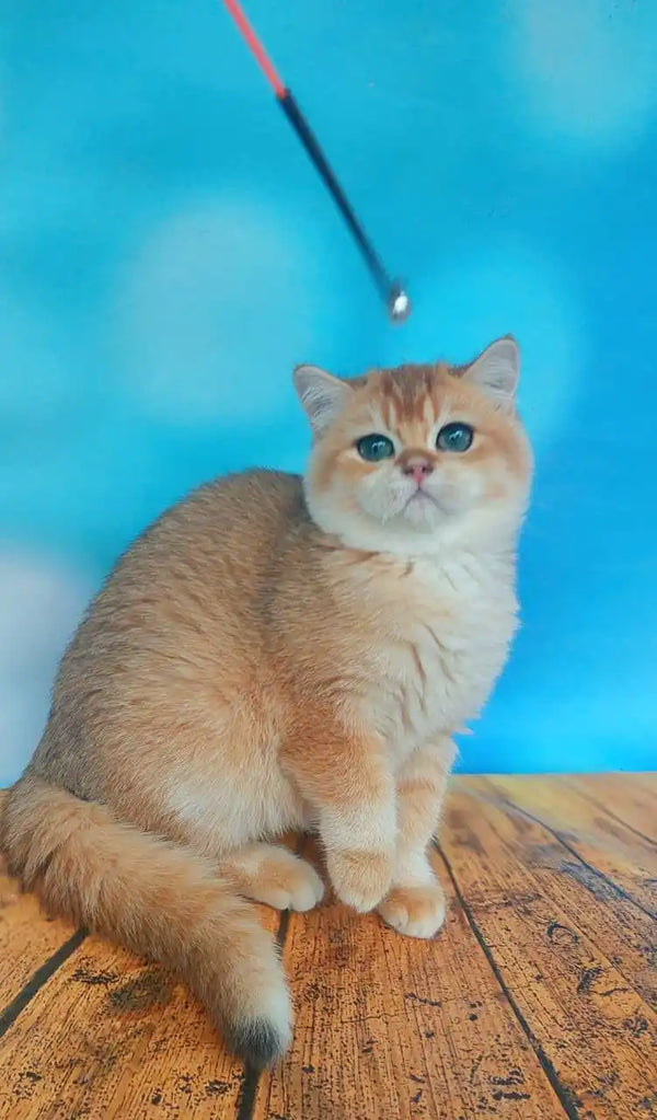 Cream-colored Golden Chinchilla British Shorthair Kitten Lola with big eyes on wood
