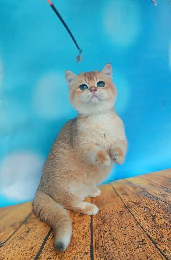 Cream-colored golden chinchilla British cat sitting on wood with curious look