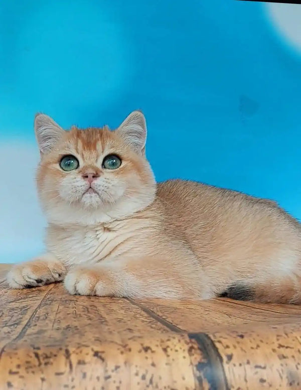 Lola the golden chinchilla British Shorthair kitten with cream fur and green eyes