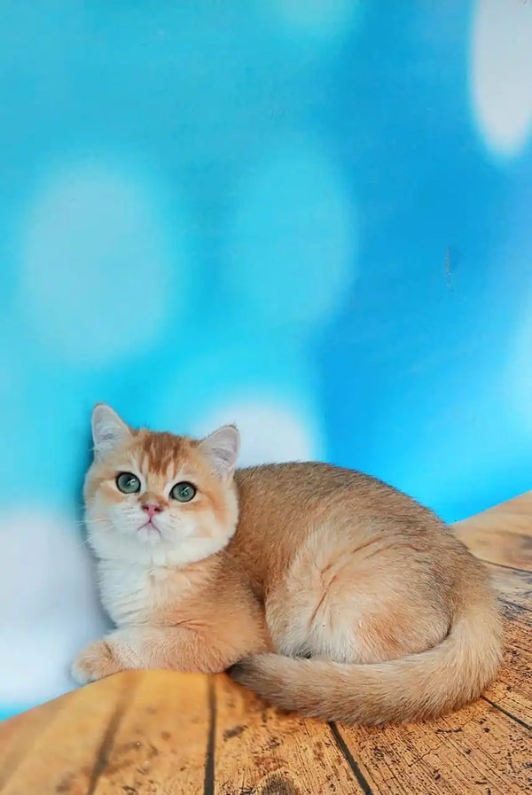 Orange Golden Shorthair Cat Lola The Rare Golden Chinchilla