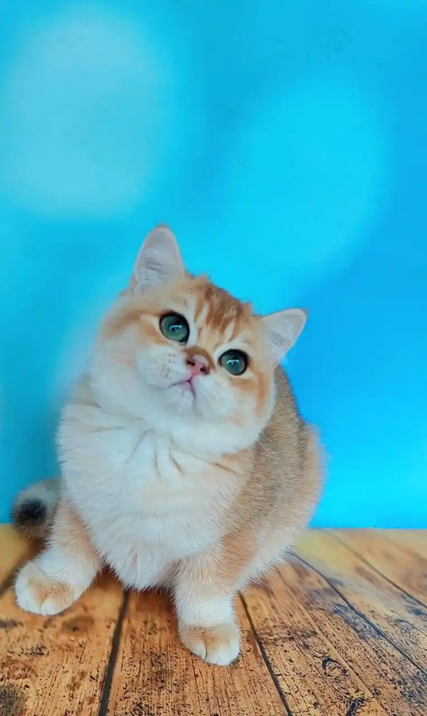 Adorable orange and white British Shorthair kitten with big green eyes on wood surface