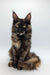 Delightful Maine Coon kitten Lola with fluffy coat and striking yellow eyes