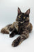 Tortoiseshell cat with bright yellow eyes, a delightful Maine Coon princess named Lola