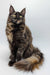 Delightful Maine Coon kitten Lola, a fluffy tortoiseshell with bright yellow-green eyes