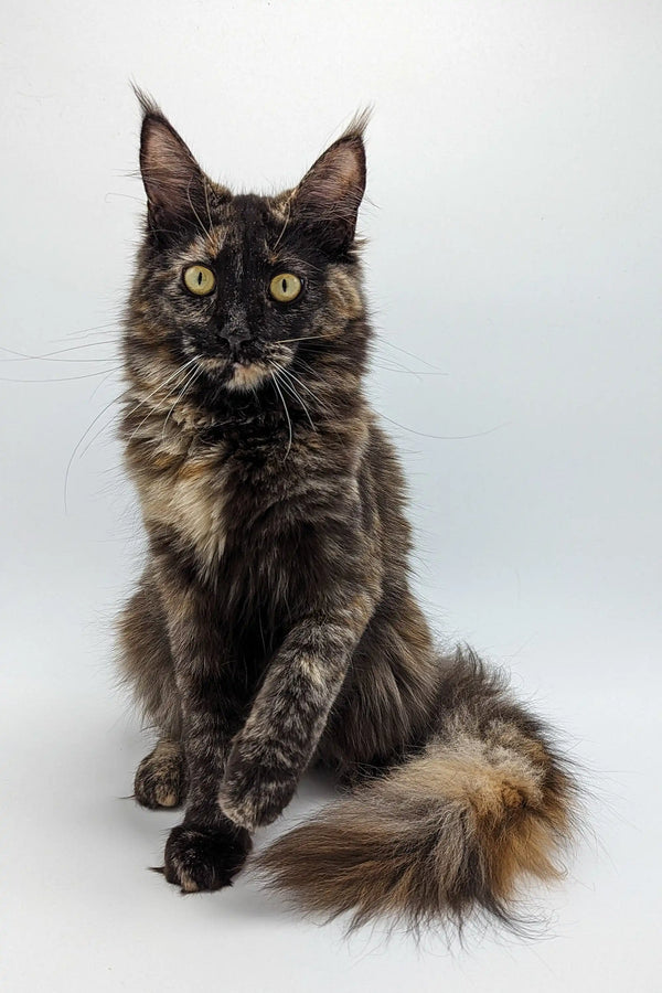 Long-haired Maine Coon kitten Lola with green eyes and fluffy tail, a delightful Maine Coon