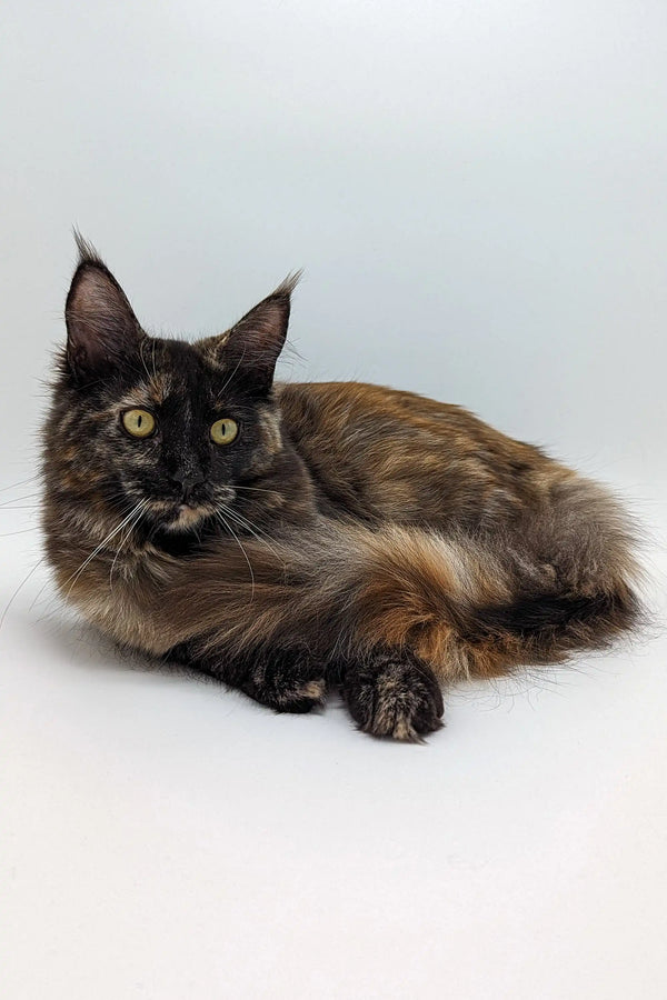 Delightful Maine Coon kitten Lola with long hair and striking green eyes
