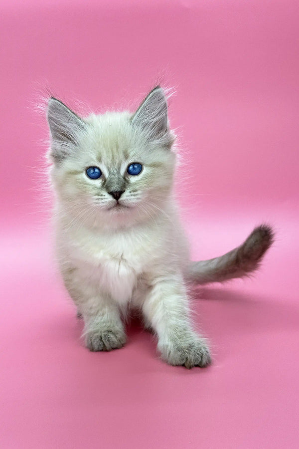 Blue-eyed Siberian kitten named Lola with fluffy white fur looking adorable