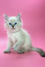 Adorable blue-eyed white kitten named Lola from the Siberian Kitten collection