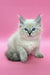 Fluffy white Siberian kitten named Lola with stunning blue eyes