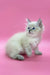 Fluffy white kitten with blue eyes featured in Lola Siberian Kitten product