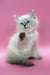 Fluffy white Siberian kitten named Lola with striking blue eyes for sale