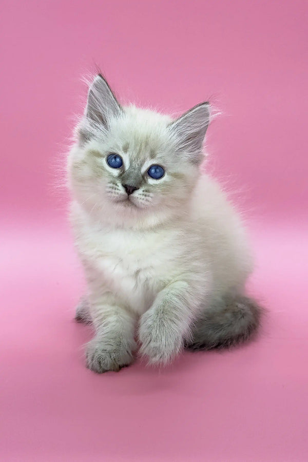Fluffy white Siberian kitten named Lola with stunning blue eyes