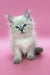 Adorable fluffy white kitten named Lola with stunning blue eyes ready for a new home