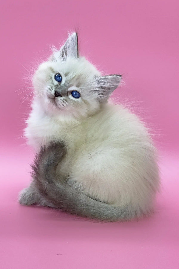 Fluffy white kitten with blue eyes named Lola, a charming Siberian Kitten