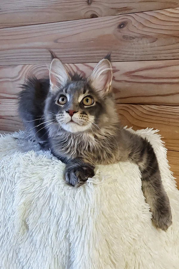 Lollipop | maine coon kitten