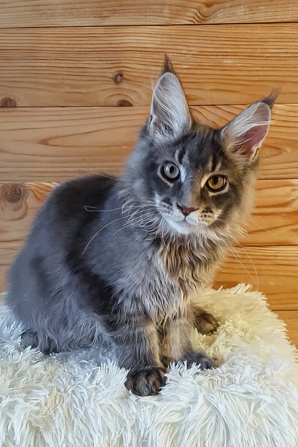 Lollipop | maine coon kitten