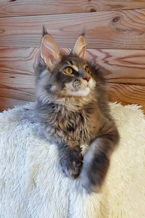 Lollipop | maine coon kitten