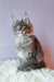 Adorable Gray Maine Coon Kitten named Lollipop, perfect for any cat lover!