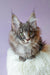 Adorable Gray Maine Coon kitten named Lollipop showcasing its fluffy fur and playful charm