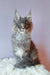 Adorable Gray Maine Coon kitten named Lollipop looking playful and fluffy