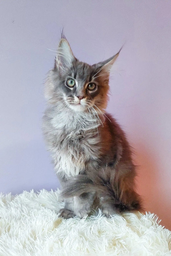 Adorable Gray Maine Coon kitten named Lollipop cuddling and playing around