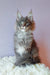 Cute gray Maine Coon kitten named Lollipop ready for cuddles and playtime