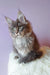 Gray Maine Coon kitten named Lollipop showing off its playful personality