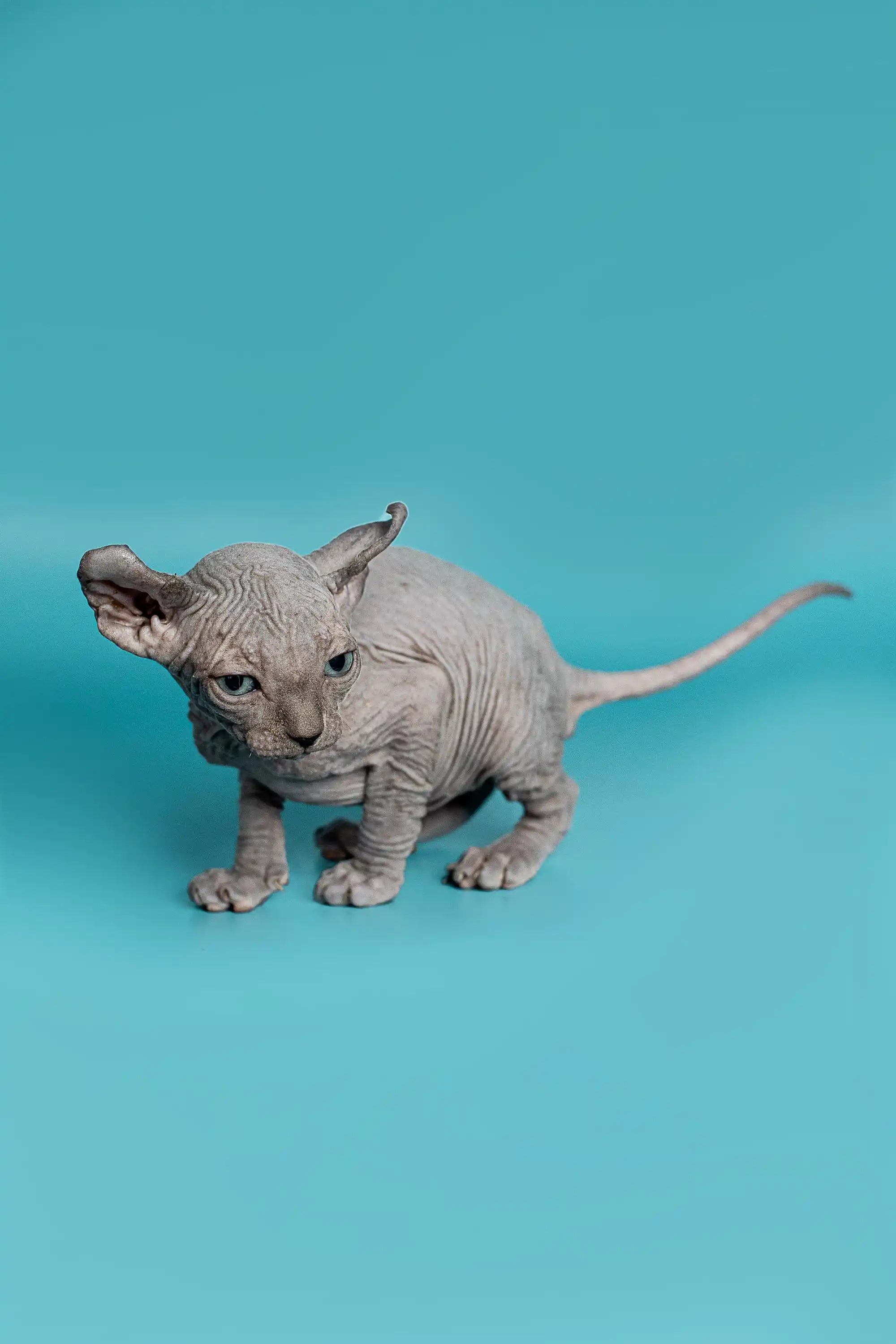 Hairless Sphynx Kittens for Sale Lolo | Elf Kitten