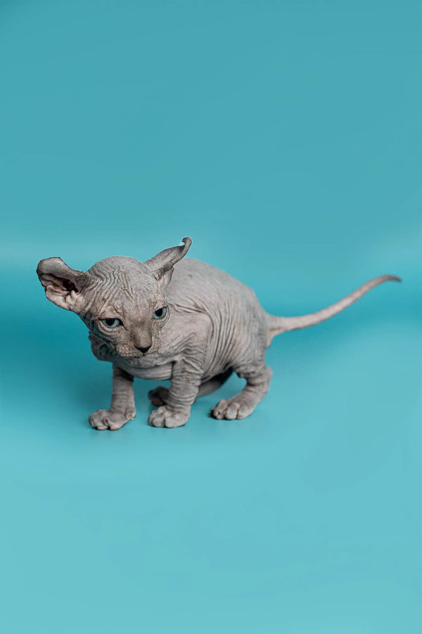 Meet Lolo, the enchanting female Elf Kitten with wrinkled gray skin and large ears