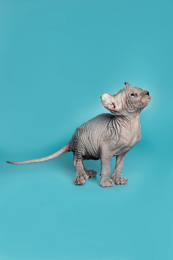 Hairless Elf Kitten Lolo with wrinkled skin standing on a plain surface