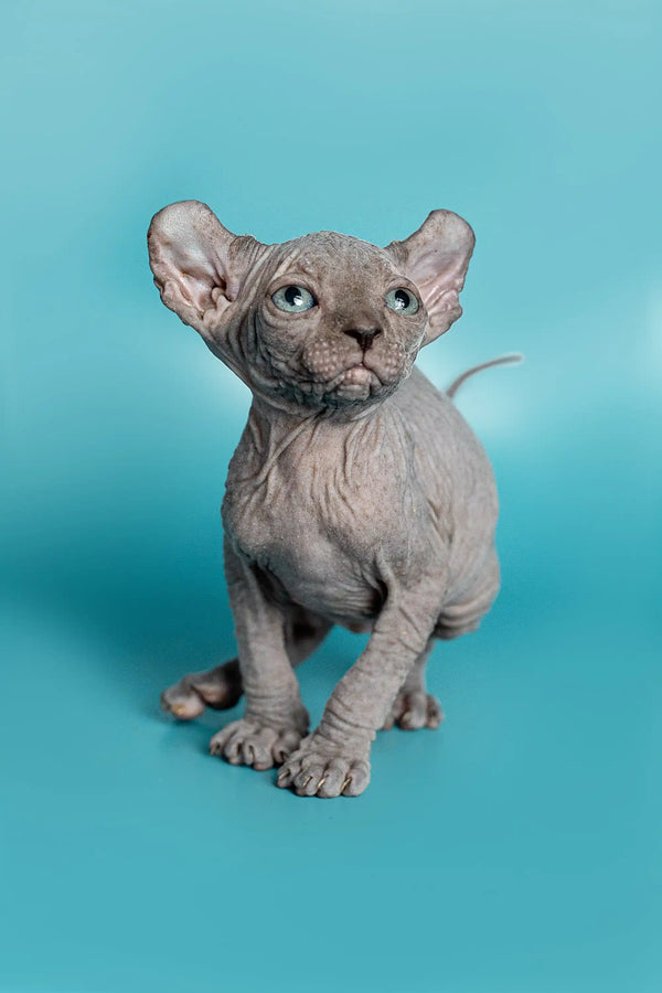 Meet Lolo, the enchanting female Elf Kitten with unique wrinkled skin and big ears