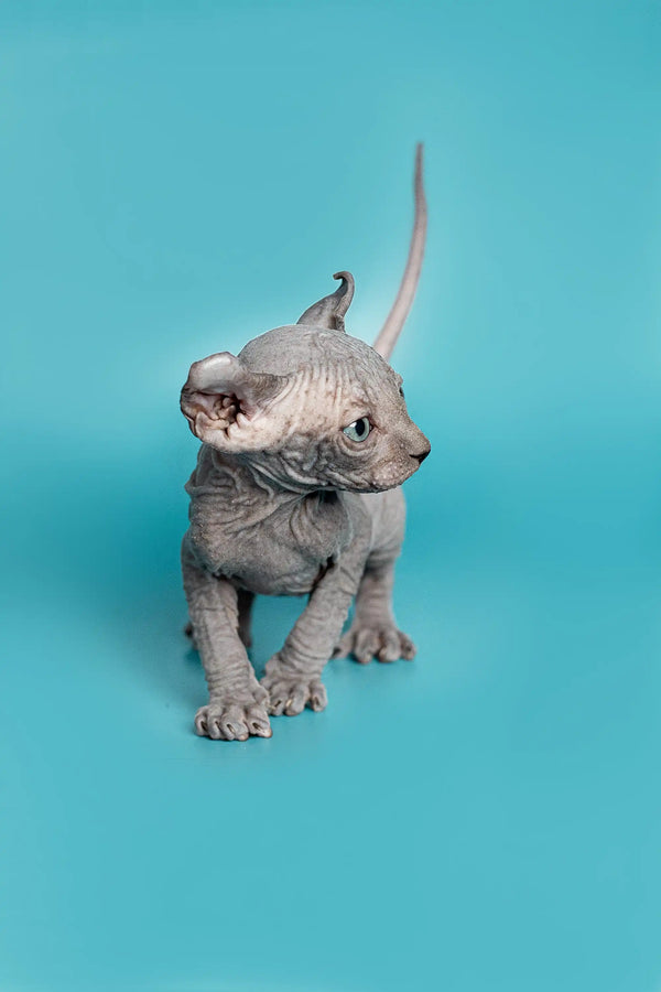 Hairless gray Elf Kitten Lolo with wrinkled skin and big ears – meet Lolo today!