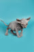 Meet Lolo, the enchanting female Elf Kitten with wrinkled gray skin and big ears